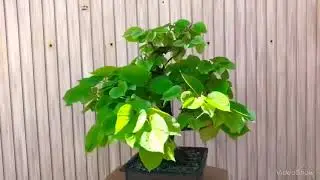 Tilia pre bonsai 2018 spring