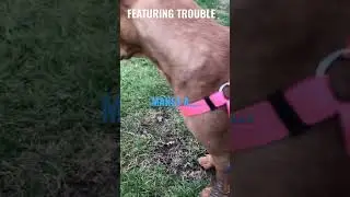 DEFINITION OF A BIG DOG💯😂#dog #viral #shorts #funny #trending #youtubeshorts #animals #petlover