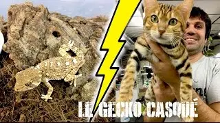 Présentation: Le gecko casqué (Tarentola chazaliae)