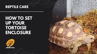 How to Set Up a Tortoise Enclosure Philippines - DIY Tortoise Enclosure Tortoise Terrarium