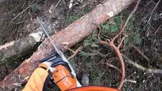 Kiefernvorh&auml;nger mit Stihl MS 261 & MS 661