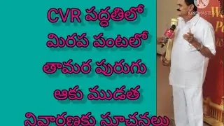 మిరపలో తామర పురుగు, ఆకుముడత నివారణలో CVR పద్ధతి విజయవంతం #PadalaGoutham #తామరపురుగునివారణ
