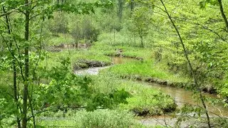 North Country Trail (2.6 Miles) - Coon Creek Bridge to Amsler Spring Shelter ANF - May 16, 2025