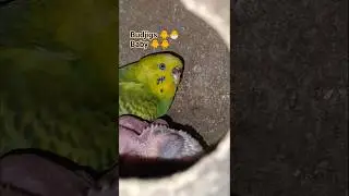baby 🐥🐥 budgies parrot #birds #parrotbreeding #video #budgiebreeding