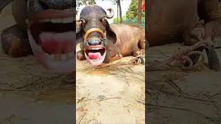 #cow #funny #comedy #cartoon #jalanyangjauhjanganlupapulang #facts #cowvideos #cartoon