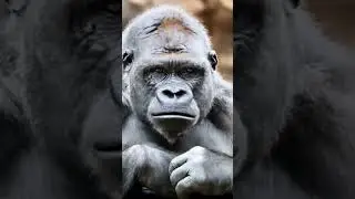 Кто самый сильный сухопутный зверь на планете?