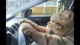 Traveling with Your Cat: 5 Tips for Stress-Free Trips and Transportation. #cattravel, #travelwithcat