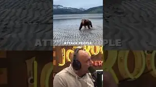 Это самый смертоносный медведь на Земле?