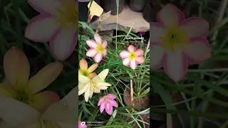 Thai lilly #minivlog #garden #howtomakecompostathome #gardenplants #gardeningproducts #gardening