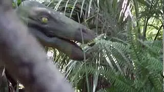Free Stock Footage Raptor Behind Tree