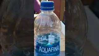 A wasp in a bottle