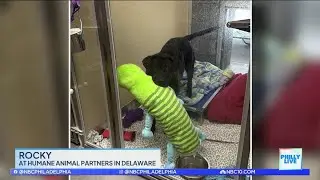 Clear the Shelters: Theses longtime shelter pets are looking for homes