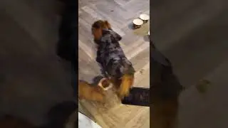 puppies at play