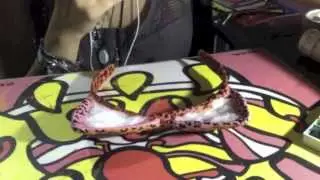[D.I.Y.] Leopard / Cat Ears Headband