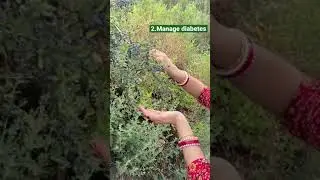 Wild fruit barberries (Berbris aristata)| health benefits |kashmal |daruhaldi #shorts #youtubeshorts