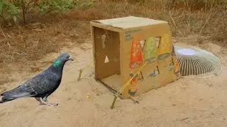 New Creative Bird Trap Technique Using Cardboard Box And Electric Fun