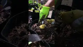 Grow old organic potatoes into more potatoes #shorts
