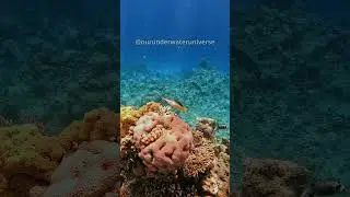 Birdmouth wrasse & Red Sea coral reef #fish #underwater #diving #coralreef #marinelife #relaxing