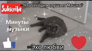 Что слушает Машка сегодня? Эхо Любви!  #Маша #АдияиЖания #cat #animalcat #котики #музыка