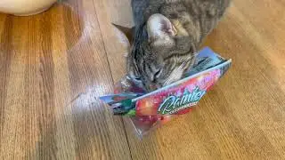 Cat won't stop licking plastic bags