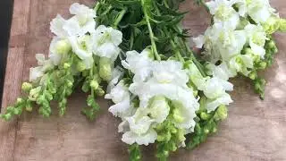 Flower Farming School Online: The Basics, Annual Crops, Marketing, and More! with Lisa Mason ZIegler