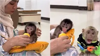 Mom teaches Monkey Alpha to wait politely while she is feeding Newborn Baby Monkey Dino