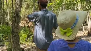 Escaping the City - The Dancing Treetops Family Story