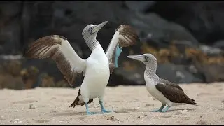 Blue-Footed Booby &ndash; The Seabird with Bright Blue Feet