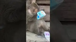 Обезьяны отжали молоко у туристов в Ангкоре