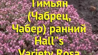 Тимьян (Чабрец) ранний Халл Вараети Роза. Краткий обзор thymus praecox Hall"s Variety Rosa