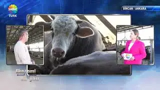 ODABAŞI ÇİFTLİĞİ - SHOWTÜRK EKONOMİ DÜNYASI