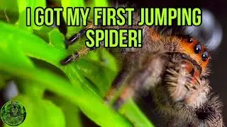 I got my first jumping spider! - Phidippus regius