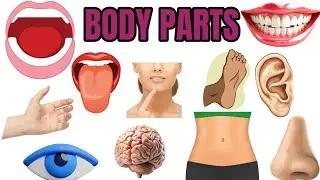30 Human Body parts name hindi and english | शरीर के अंगों के नाम | Parts of the Body #bodyparts 