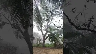 Foggy Morning In Village