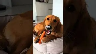 Joe Rogan Reveals The Truth About Dog Food