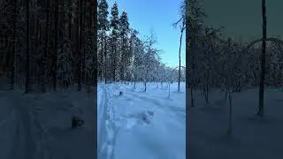 Лес#снег#зима# красота#forest#snow#beauty#