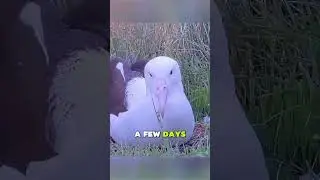 Этот альбатрос ни разу не высиживал яйцо успешно #животные #помощь #дикаяприрода #любовь