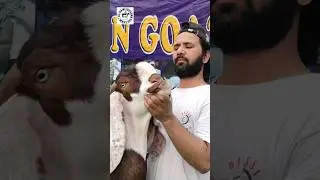 Beetal khassi goat #shorts