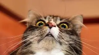 Escaping the Pill Struggle: How to Win Over Your Cat's Medication Battles