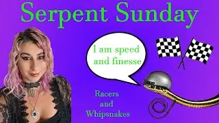 Racers and Whipsnakes: A Look Into These Speedy Serpents - Serpent Sunday