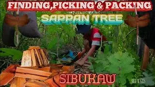 Finding a miracle tree in our farm|I Picking Steam|SAPPAN wood|Local known as