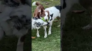 The amazing Bow Lake Border Collies!