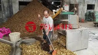 Drying Ginger Process