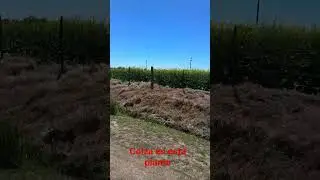 #campoargentino #colza