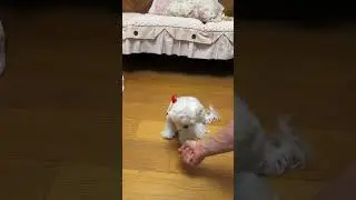 How to do the give paw trick #training #doglife