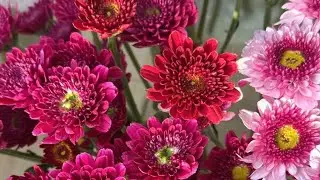 Most Beautiful Flowers in the world | natural flowers 🌺