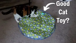 Does my cat actually like this smart cat toy?