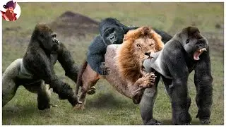 Gorilas Y Chimpanc&eacute;s Luchando Entre S&iacute; Y Contra Otros Animales