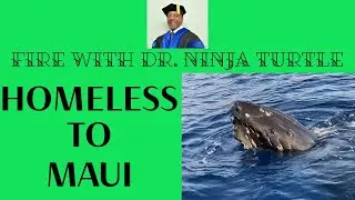 From Homeless to Early Retirement: Whale Watching in Maui (Financial Freedom is Possible)