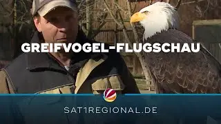 Flugschau der Greifvögel startet im Wisentgehege in Springe